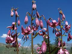 100 POUR CENT PUR HAUTES ALPES_000008